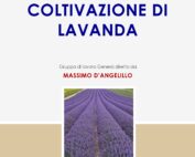 Avviare-Sviluppare-Coltivazione-Lavanda